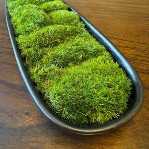 14" black ceramic bowl preserved moss: centerpiece, home / office decor or gift!